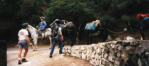 Mule Train view -- by Suzanne
